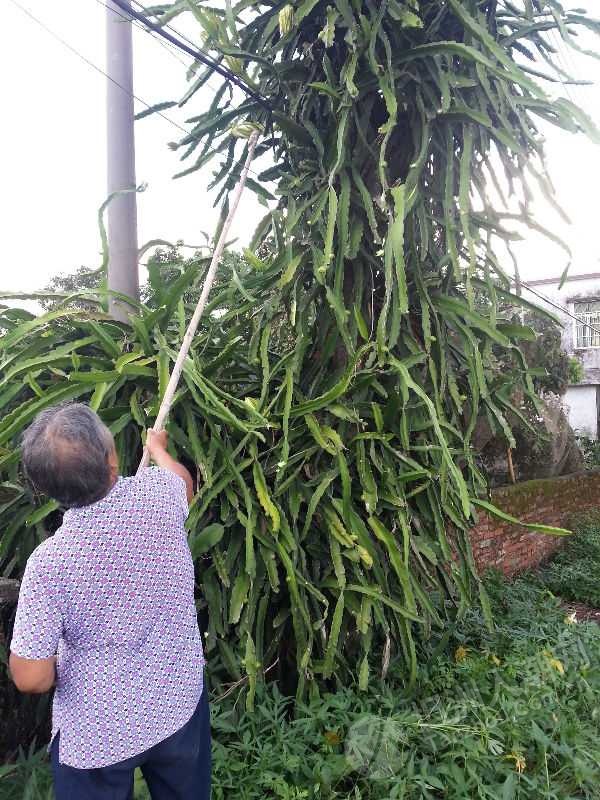 火龙果与剑花