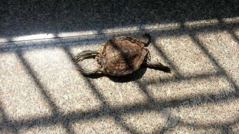 我家养得乌龟逍遥晒太阳姿势
