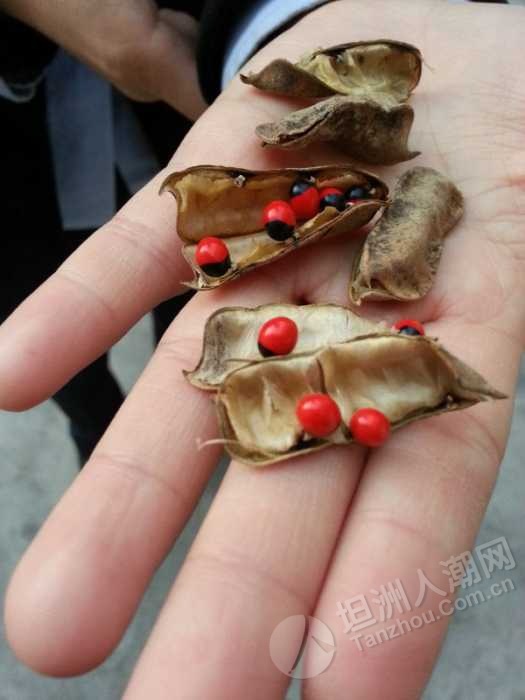 屋企种的鸡骨草,种子见过未?