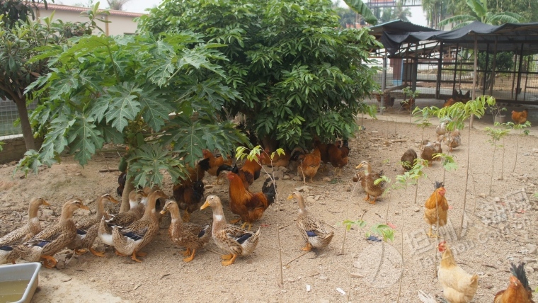 三宝海鲜坊_卢浮宫三宝_朱雀山三宝菩提寺