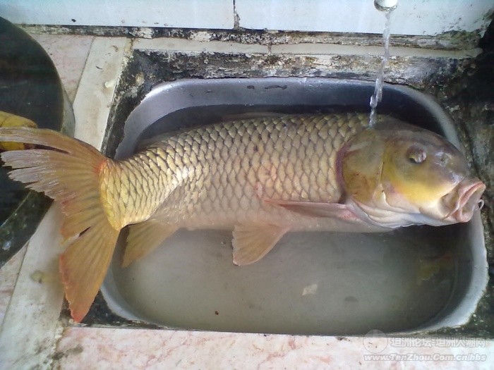 本村動態超大野生鯉魚