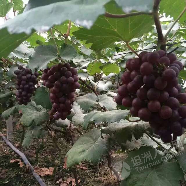 坦洲特色水果旅遊園區 - 坦洲論壇-中山坦洲人潮網