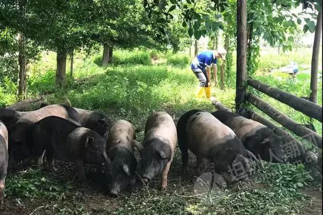 人潮街市這隻