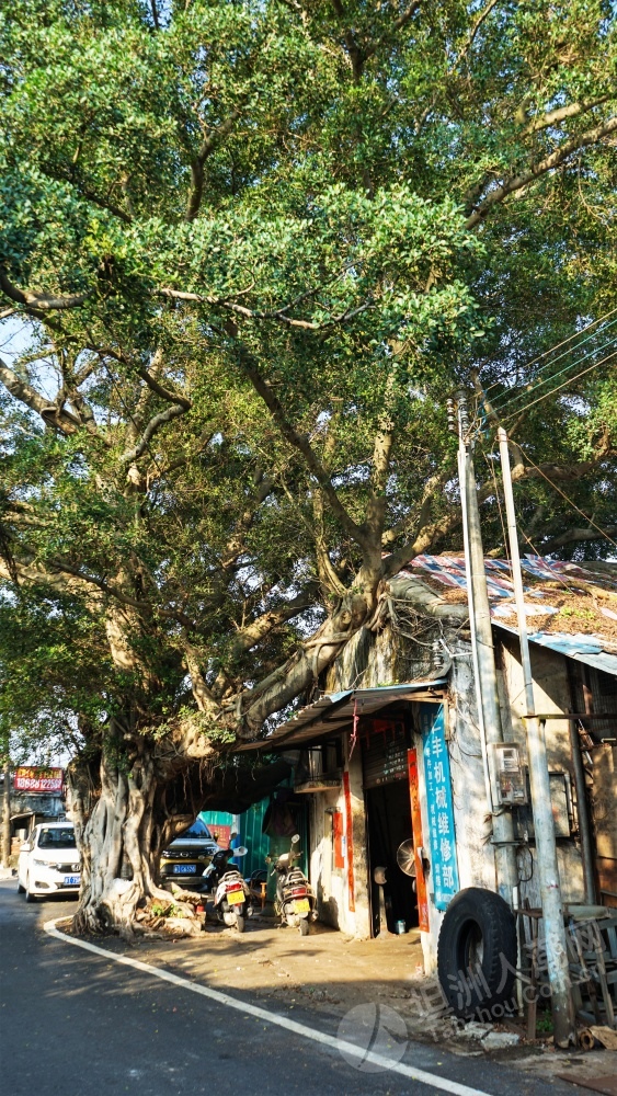 《不一样的坦洲》第四期之回忆~这次我们去"坦洲村"